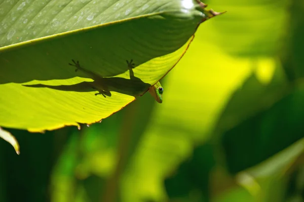 Lagarto — Fotografia de Stock