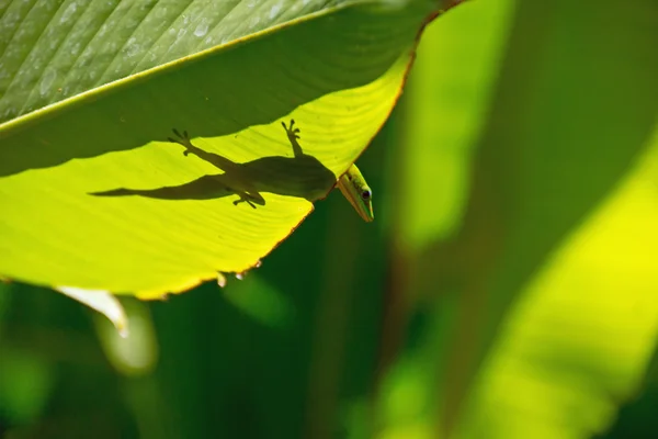 Lagarto —  Fotos de Stock