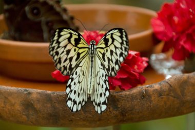 ağaç perisi kelebek