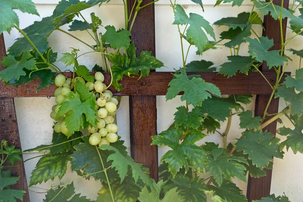 Frische Trauben — Stockfoto