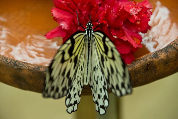 Árbol ninfa mariposa — Foto de Stock