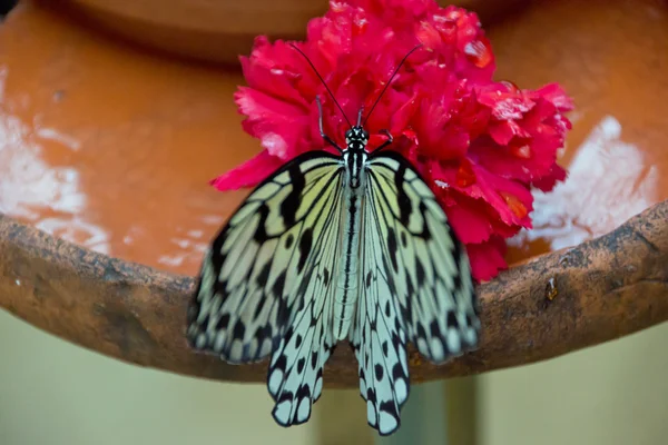 Drzewo nimfa motyl — Zdjęcie stockowe