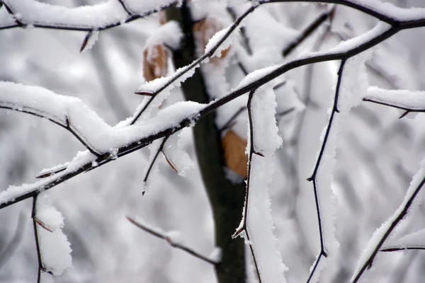 Fundo de inverno — Fotografia de Stock