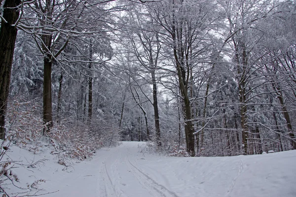 Winter background Stock Image