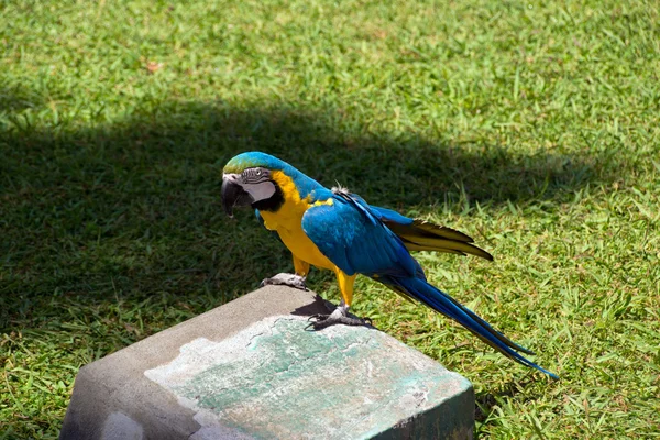 Niebieski i żółty Macaw — Zdjęcie stockowe