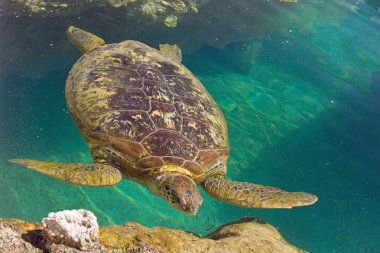 deniz kaplumbağası