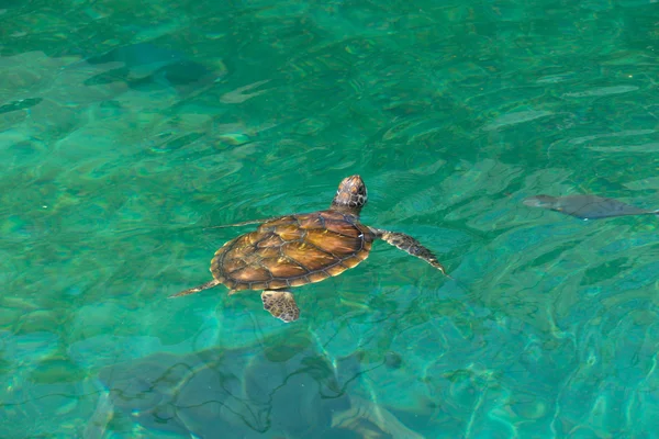 Tartaruga marinha — Fotografia de Stock