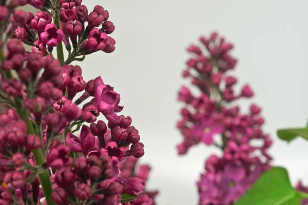 Lilac flower — Stock Photo, Image