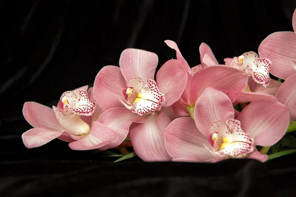 Orquídea de Coral Phalaenopsis — Fotografia de Stock