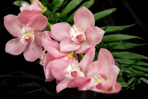 Orquídea de Coral Phalaenopsis — Fotografia de Stock