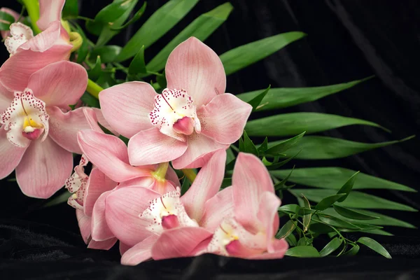 Orquídea de Coral Phalaenopsis — Fotografia de Stock