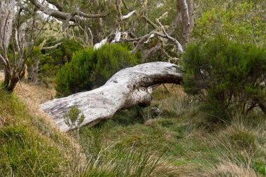 reunion ülkesindeki Hiking