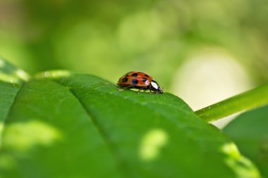 Yaprağın üzerinde uğur böceği