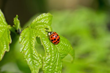 Yaprağın üzerinde uğur böceği