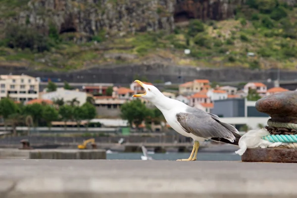 Portrait de mouette — Photo