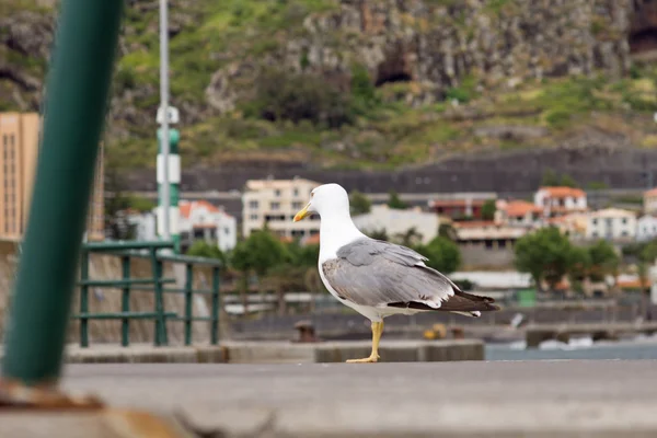 Seagull Portrait — Stock Photo, Image