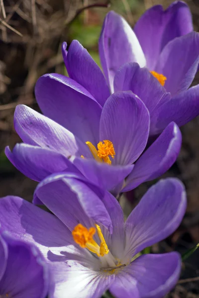 Paarse crocus — Stockfoto