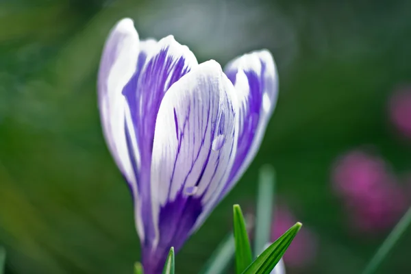 Purple crocus — Stock Photo, Image