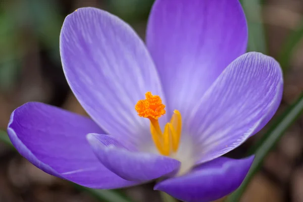 Fioletowy krokus — Zdjęcie stockowe