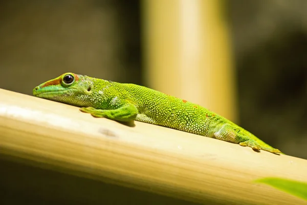 Lagarto en bambú —  Fotos de Stock