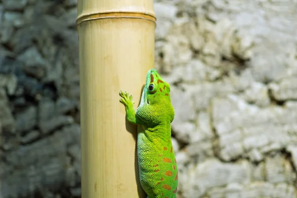 Lagarto em bambu — Fotografia de Stock