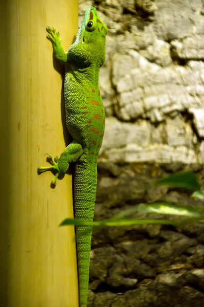 Kertenkele bambu üzerinde — Stok fotoğraf