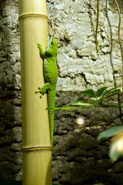 Lagarto em bambu — Fotografia de Stock