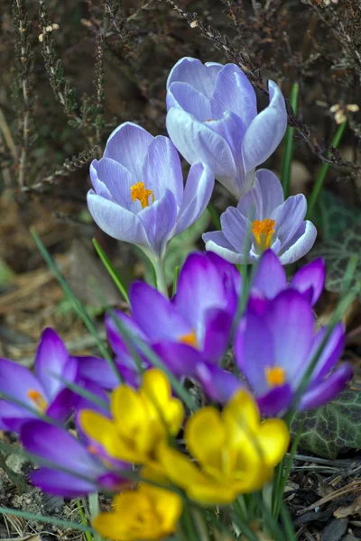 Crocus amarillo, púrpura y azul —  Fotos de Stock