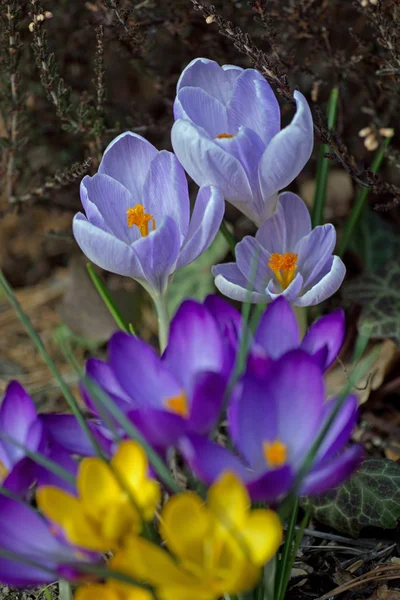 Krokus żółty, fioletowy i niebieski — Zdjęcie stockowe