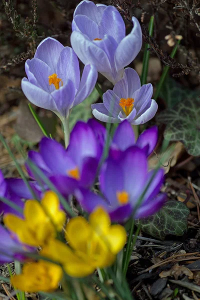 Crocus amarillo, púrpura y azul —  Fotos de Stock