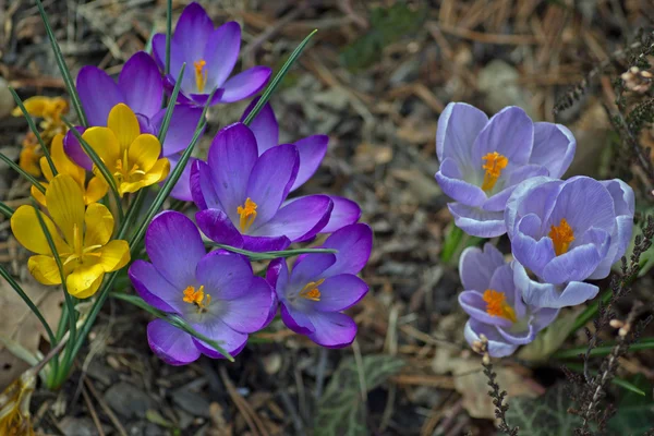 Crocus geel, paars en blauw — Stockfoto