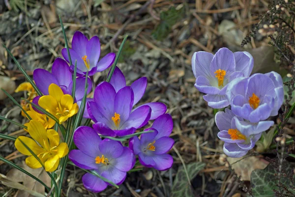 Crocus geel, paars en blauw — Stockfoto