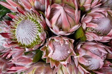 Kral protea