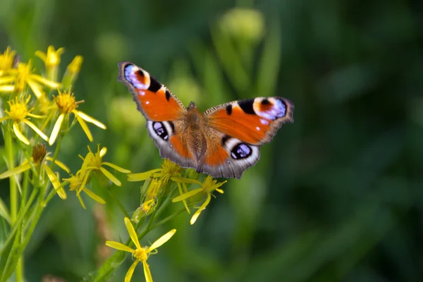 Mariposa. — Foto de Stock