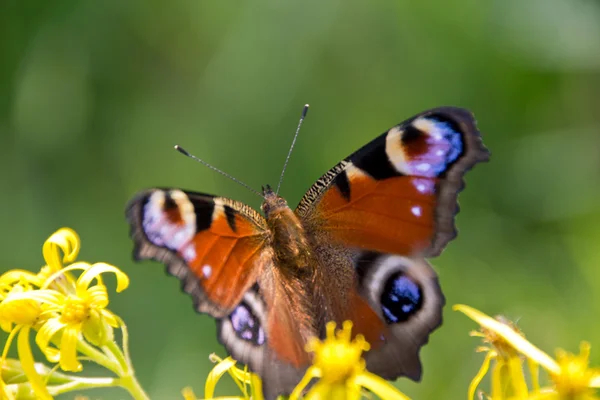 Motyl — Zdjęcie stockowe