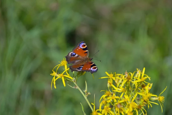 Mariposa. — Foto de Stock