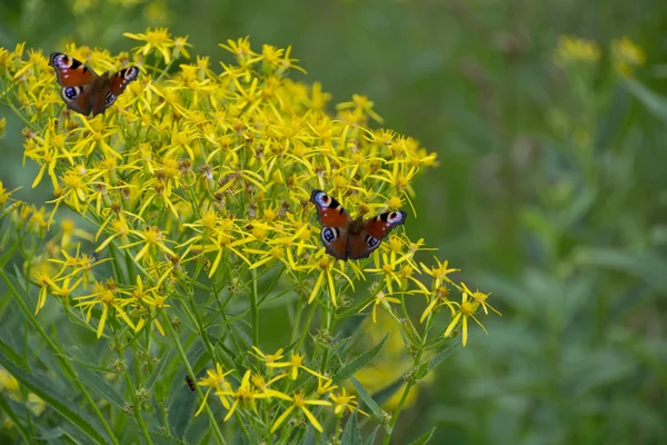 Mariposa. — Foto de Stock