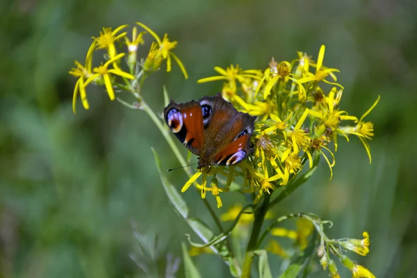 Mariposa. — Foto de Stock