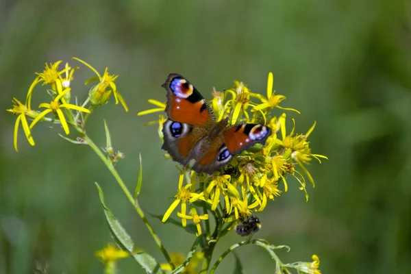 Mariposa. — Foto de Stock