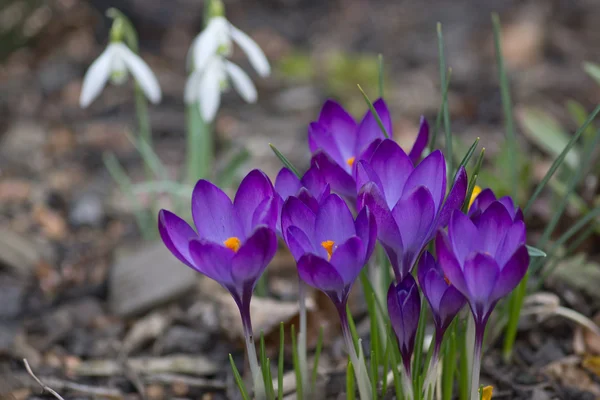 Paarse crocus — Stockfoto