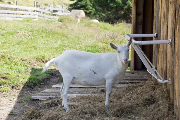 White goat — Stock Photo, Image