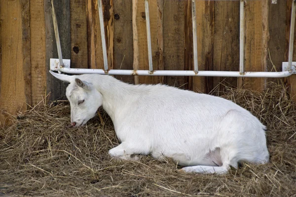 White goat — Stock Photo, Image