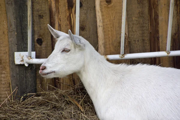 White goat — Stock Photo, Image