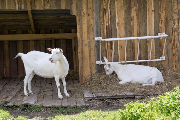 Белая коза — стоковое фото