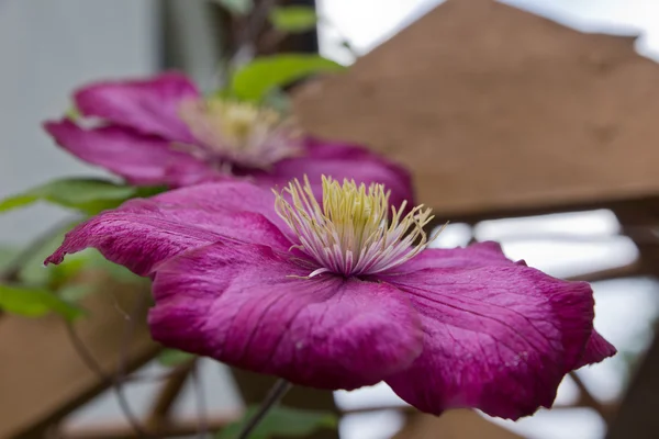 クレマチスの花 — ストック写真