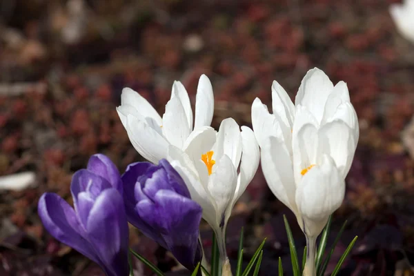 Witte crocus — Stockfoto