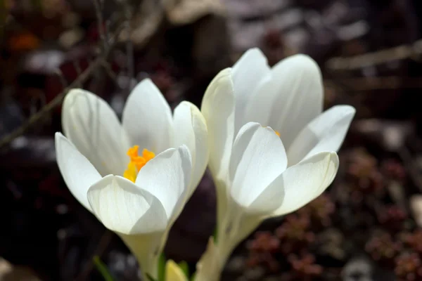 Witte crocus — Stockfoto