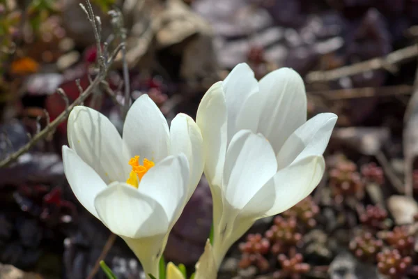 Witte crocus — Stockfoto