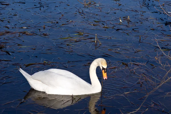 Cisne — Foto de Stock