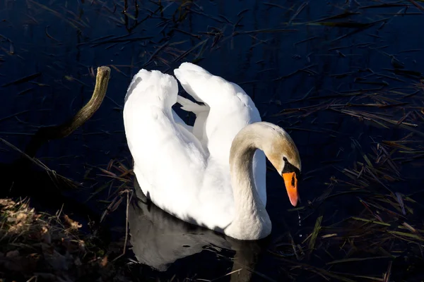 Cisne — Foto de Stock